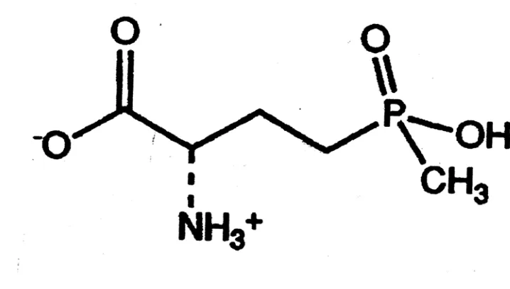 Figure 1.6   The chemical structure of phosphinothricin (PPT) (Eugene et al., 1991). 