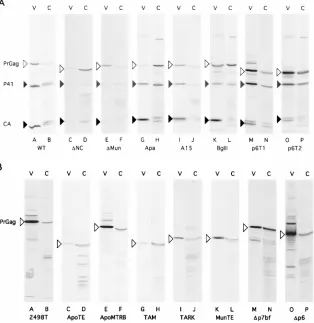 FIG. 2. Gag protein levels in cell lysate and medium samples. Medium supernatant (V) and cell (C) samples were collected 72 h after transfection of Cos7 cellswith the indicated constructs