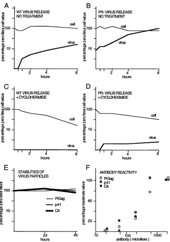 FIG. 3. Stability and release of Gag proteins. (A and B) At 48 h after transfection of Cos7 cells with wt HIVgpt (A) or 2498T (B), cells were washed and refed.At time points thereafter, cell (thin line) and medium supernatant (thick line) samples were coll