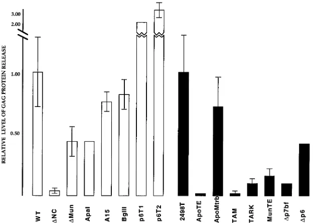 FIG. 4. Levels of Gag protein release from transfected cells. Gag proteins in matched cell and medium supernatant samples were detected as described in the legendto Fig
