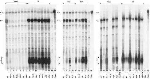 Fig. 6. The probe of 183 bases long is shown in lanes 16, 26, and42, and little background protection was detected with thecontrol yeast tRNA samples (lanes 15, 25, and 41)
