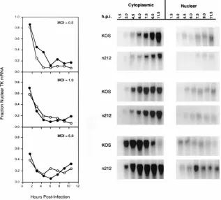 FIG. 7. Nuclear-cytoplasmic distribution of TK mRNA during infection with KOS or nantisense mRNA speciﬁc for TK message