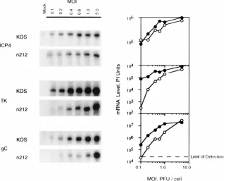 FIG. 3. ICP0 effects the steady-state level of mRNA accumulation during lytic infection at several multiplicities