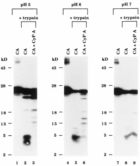FIG. 4. Trypsin analysis of the CA-CyP A complex. Trypsin was added tosamples at a ratio of 1:100 (trypsin to total protein) and incubated at 37°C for 30