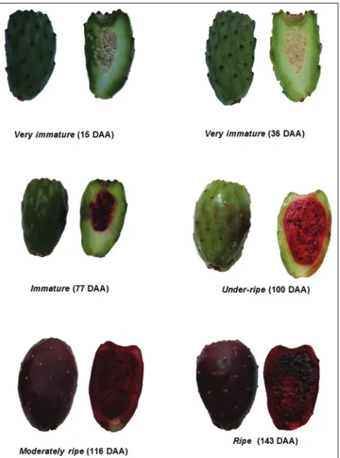 Fig 1. Evolution of internal and external color of ꞌOrejónꞌ (O. megacantha Salm-Dick) accession, harvested since 15 to 143 days after anthesis (DAA).