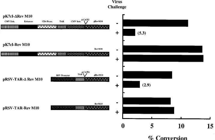 FIG. 8. Protection of PBMC transduced with Rev M10 expression vectors against virus challenge