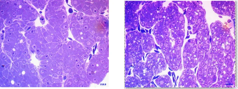 Fig. 7: Control Group: a) Day 10 showing developing hepatocytes and sinusoids in between with RBCs b) Day 15, showing well formed hepatic lobules, normal hepatocytes arranged in rows, forming central vein, sinusoids lined by epithelial cells and scattered well-formed RBCs inside the sinusoids