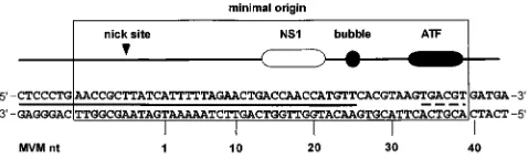 FIG. 1. Major elements in the minimal left-end origin of MVM. The nick siteindicates the position at which NS1 nicks the DNA to initiate replication