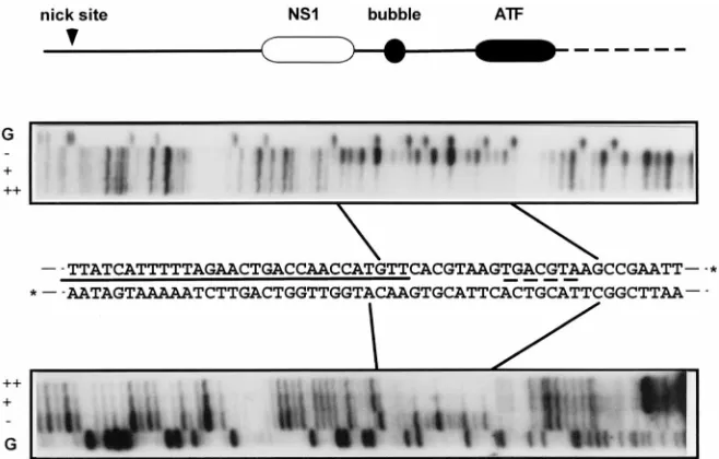 FIG. 2. NS1 requires PIF and ATP hydrolysis to nick the minimal left-endorigin. The minimal left-end origin sequence was incubated in the presence or