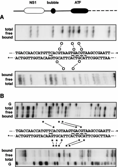FIG. 5. Chemical modiﬁcation interference analysis of PIF binding to theleft-end origin