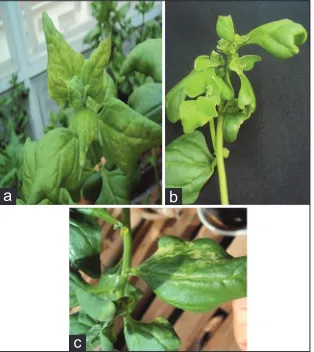 Fig 8. Photos illustrating the visible symptoms of ammonium toxicity in spinach plants, in the initial phase (a) and final phase (b) and (c)