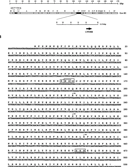 FIG. 1. Nucleotide and predicted amino acid sequences of ORF CP530R. (A) Localization in the ASFV genome of restriction fragment RC�CP530R