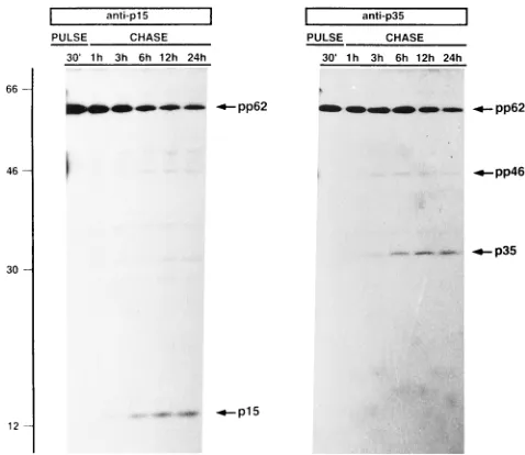 FIG. 4. Schematic representation of the cascade of proteolytic cleavagesoccurring during ASFV polyprotein pp62 processing