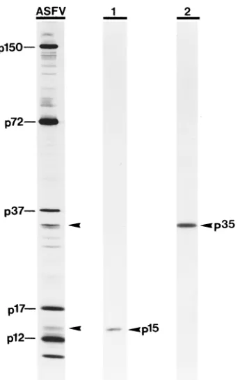 FIG. 6. Immunoﬂuorescence detection of ASFV polyprotein pp62 in in-fected cells. ASFV-infected Vero cells were ﬁxed at 16 hpi and incubated with