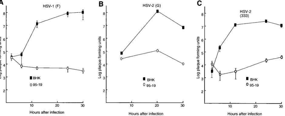 FIG. 1. Replication of HSV-1 and HSV-2 on BHK(TK�cells or 95-19 cells against time after infection