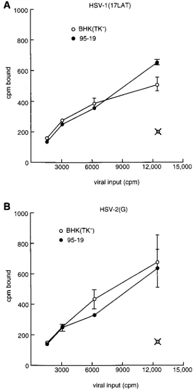 FIG. 2. Assay for HSV IE gene products in infected BHK(TK�95-19 cells infected with 10 PFU of HSV-1(F) per cell for 5 h (lane 3) and probedwith labeled SP6 transcripts of pRB4352 to detectA but probed with SP6 transcripts of pRB4716 antisense toSame as pan