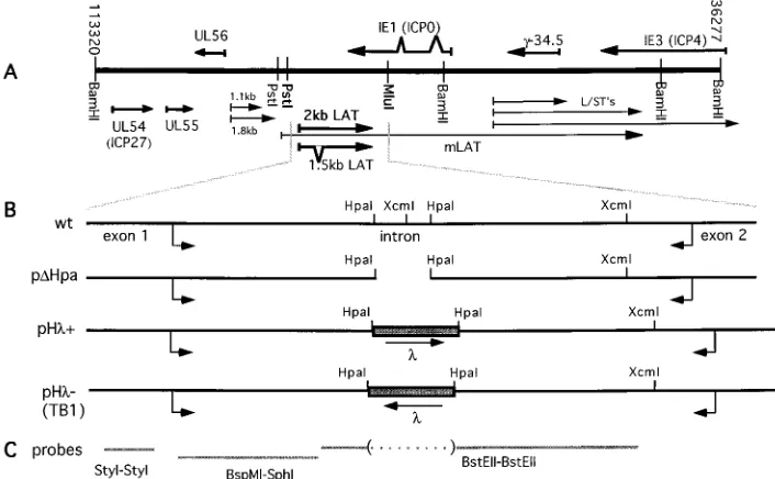 FIG. 1. Schematic representation of the LAT locus of HSV-1. (A) Genomic Bamthis region (arrows)