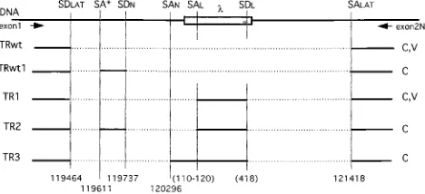 FIG. 4. Map of LAT transcripts from the TB1 virus and pH��the sites acting as splice donor and acceptor in the lambda sequence