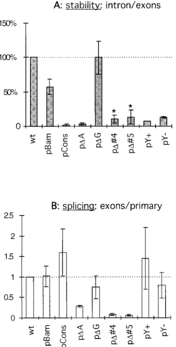 FIG. 9. RT-PCR mapping of the branch nucleotides. Gene-speciﬁc cDNAwas synthesized with the degenerate oligonucleotide “Branch” as the primer