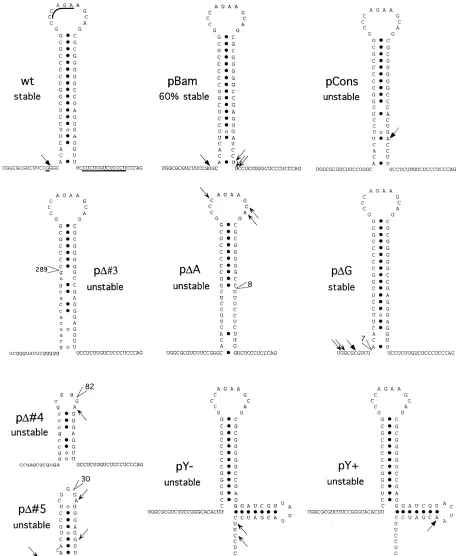 FIG. 10. Models of the 3�the putative structure of the mutant LATs is based on the wt LAT model, without taking newly generated structures into account (especially for mutants pand pare changed between the HSV-1 and HSV-2 LAT (27)