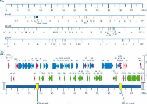 FIG. 1. Organization and ORF analysis of the �genome based on the complete nucleic acid sequence