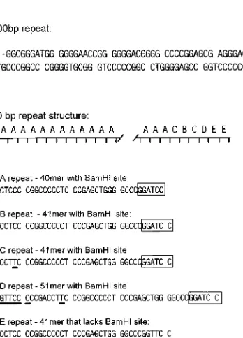 FIG. 2. Sequence and structure of the internal repeats present in the �genome. (A) Sequence of the 100-bp repeat (only the top strand is shown).Analysis of the 100-bp repeat region indicates that the repeat is made up of 21intact copies of the repeat and a