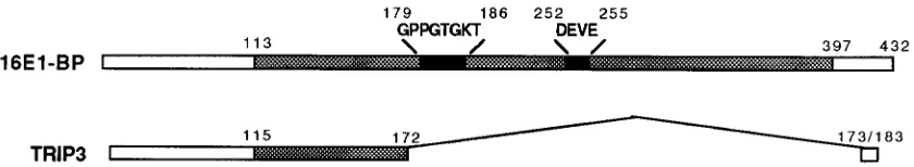 FIG. 1. (A) Amino acid sequence encoded by the 16E1-BP full-length cDNA clone. The consensus ATP binding motif is indicated (boxed)