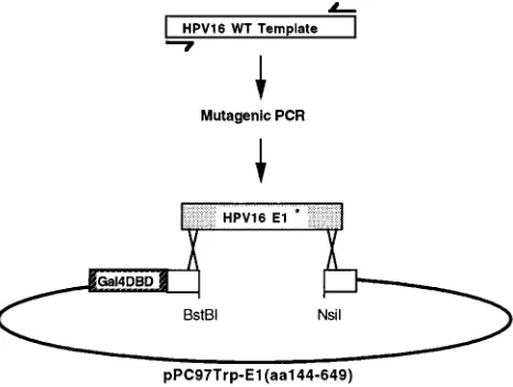 FIG. 2. Random mutagenesis of HPV16 E1. Wild-type (WT) HPV16 E1 wasused as a PCR template to generate a product that included the coding sequence