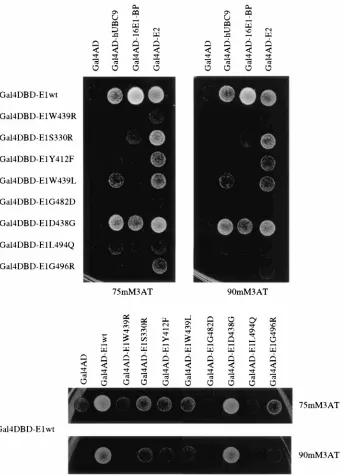 FIG. 3. Assessment of HPV16 E1 mutant protein interaction phenotypes. Various Gal4DBD-E1 mutant proteins were coexpressed in yeast with prey constructsrepresenting various E1-interacting proteins, including hUBC9, 16E1-BP, and HPV16 E2 (upper panel) and HPV16 E1 (lower panel) expressed as activation domain