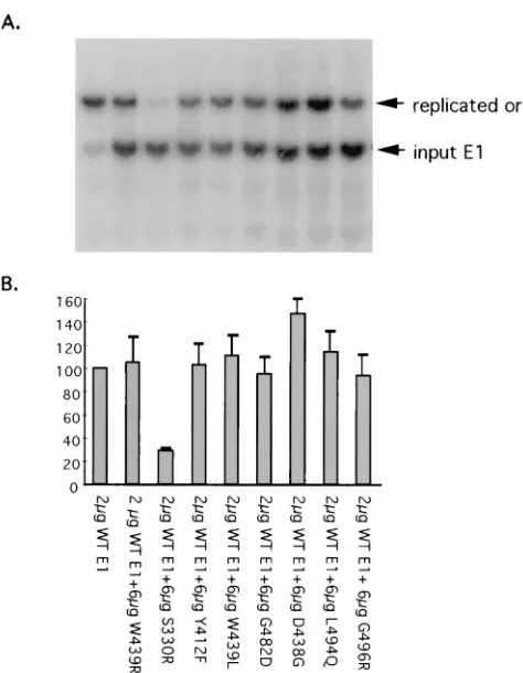 TABLE 1. Summary of HPV16 E1 amino acid substitution mutant phenotypes