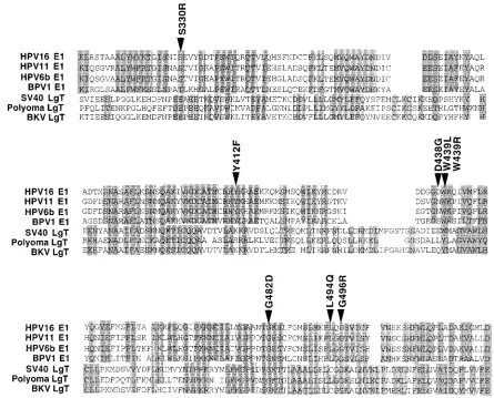 FIG. 7. Amino acid substitution mutations occur in residues conserved among the papillomavirus E1 and papovavirus LgT replication proteins