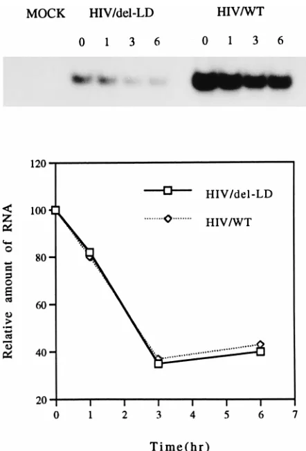 FIG. 7. RNA stability assay. Actinomycin D was added to culture medium at36 h after transfection of COS-7 cells, and total cellular RNA was extracted at 0,
