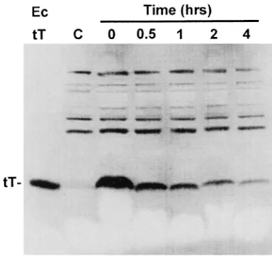 FIG. 6. Expression of tiny T antigen protein. Lanes: 1, 5, and 7, mock-transfected (control [C]) or uninfected (U) cells; 2, COS cells transiently trans-