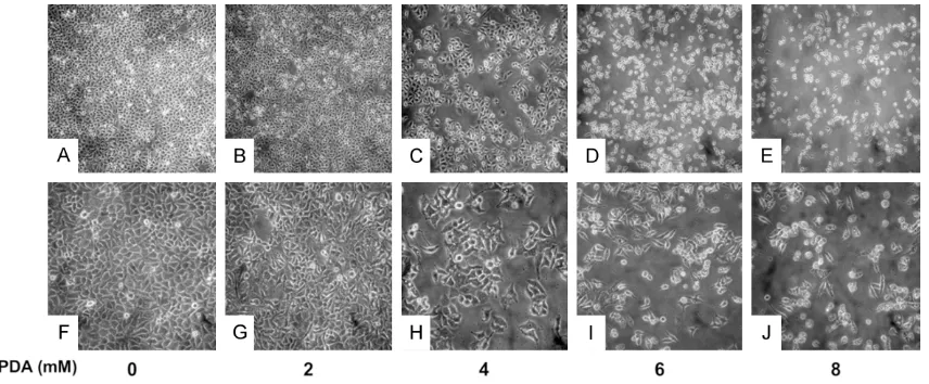 Figure 2. Effects of different concentrations of DPDA on the proliferation and morphology of LX2 cells