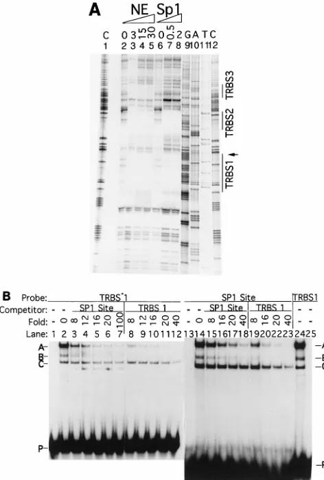 FIG. 1. Binding of Sp1 to EBV TR sequences. (A) DNase I footprinting onEBV TR sequences by nuclear extract (NE) or puriﬁed Sp1 protein