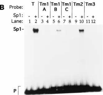 FIG. 2. Electrophoretic mobility shifts with TRBS1 mutant oligonucleotides.(A) Shift of wild-type and mutant oligonucleotides with a nuclear extract from