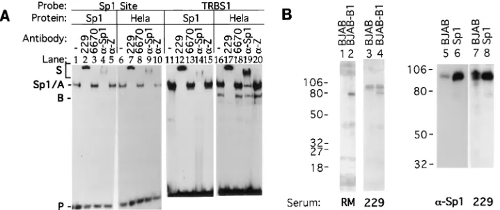 FIG. 5. Mapping of EBV termini. (A) Determination of the 5�linear genome by primer extension