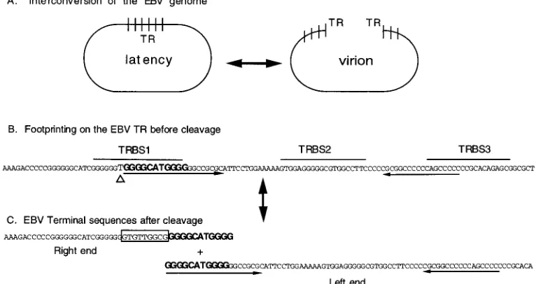 FIG. 6. Sequence of the right terminus of the EBV genome. The sequence ofthe ligation-mediated-PCR product shows the unusual processing at the right