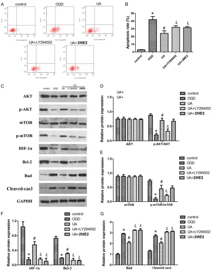 Figure 4. UA exerts its anti-apoptotic role through regulating the PI3K/AKT/mTOR signaling pathway