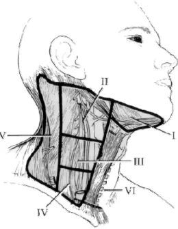 Figure 4.  Division of Lymph nodes of the neck  