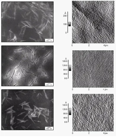 Figure 2.   Left:  Transmission electron micrographs (TEM) of cellulose nanocrystals derived from ramie (top), cotton (center) and sisal (bottom) (courtesy of Dr
