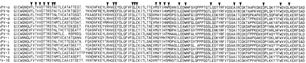 FIG. 1. Amino acid sequences of the MY09-MY11 segments of HPV-16, RhPV-1, MfPV-a, and 12 RhPV clones derived from likely novel RhPV types