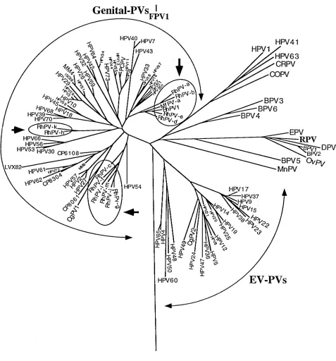 FIG. 2. Neighbor-joining phylogeny tree of 110 HPV and animal PV types, including HPV and RhPV MY09-MY11 clones with a type-like status
