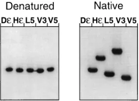 FIG. 2. Effects of mutations on the priming reaction. (A) Principles of the priming assay