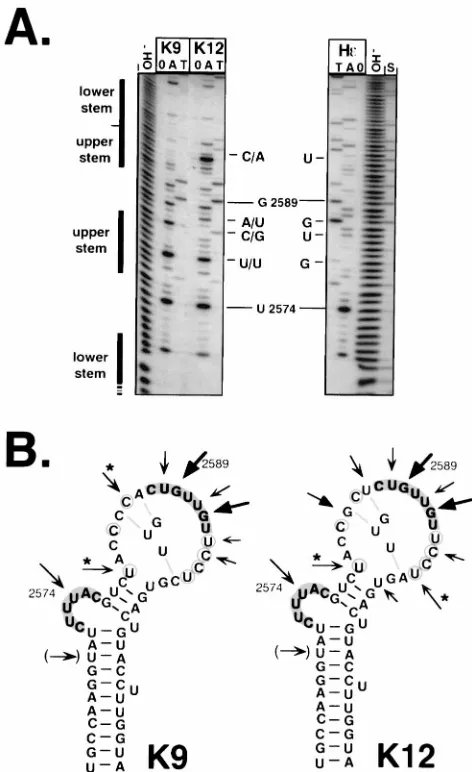 FIG. 5. Secondary structures of variants K9 and K12. (A) Enzymatic probing.Probing data were obtained as described for variants V3 and V5 in the legend to