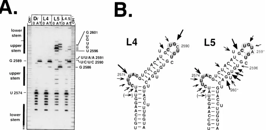 FIG. 7. Physical binding of εassay. The indicated internallyloaded nitrilotriacetic acid-agarose beads were added and the RNAs that re-mained bound after extensive washing were analyzed by denaturing PAGE (3).(B) Competitive binding assay