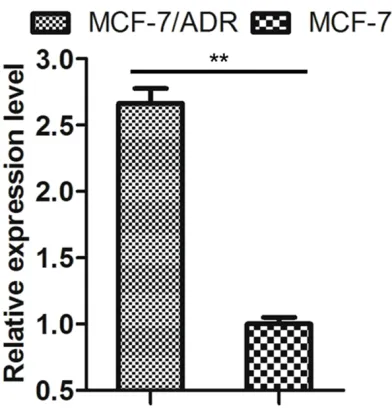 Figure 1. Expression of miR-93 in MCF-7 and MCF-7/ADR cells. qRT-PCR analysis shows expression level of miR-93 was significantly higher in MCF-7/ADR cells than that of MCF-7 cells; **P < 0.01