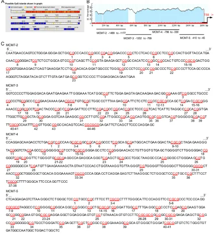 Figure 5. Bioinformatic analysis of miR-93 host gene MCM7 promoter. A. Schematic diagram of the miR-93 host gene MCM7 promoter and its predicted CpG islands; B
