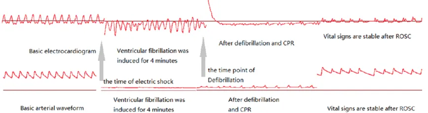 Figure 1. Experimental diagram. Mechanical ventilation of rats was performed for 30 minutes to ensure hemody-namic stability