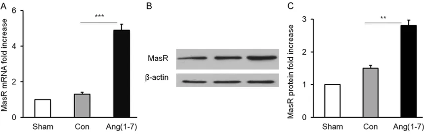Figure 2. Effects of Ang (1-7) ligation on MasR expression in myocardial tissues. Myocardial tissues were isolated from rats in sham, Ang (1-7)-treated, or control group without Ang (1-7) treatment